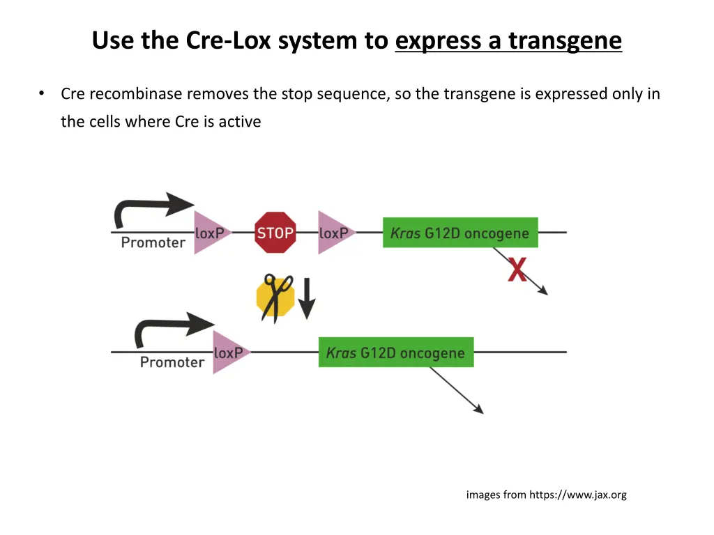 use the cre lox system to express a transgene