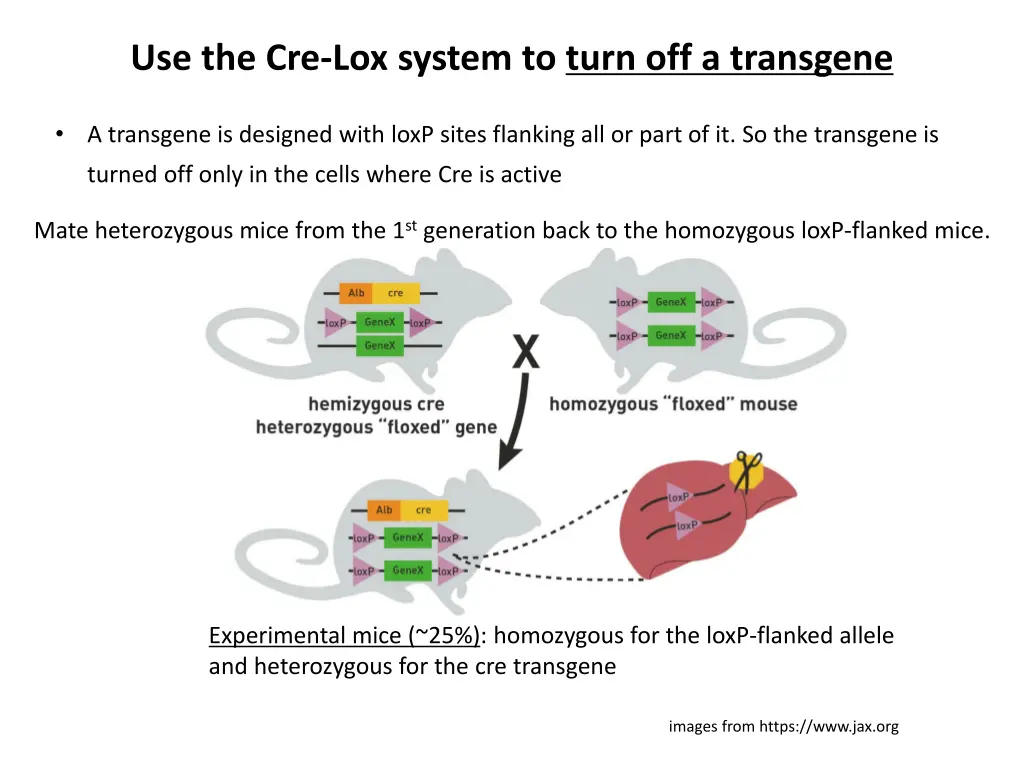 use the cre lox system to turn off a transgene 1