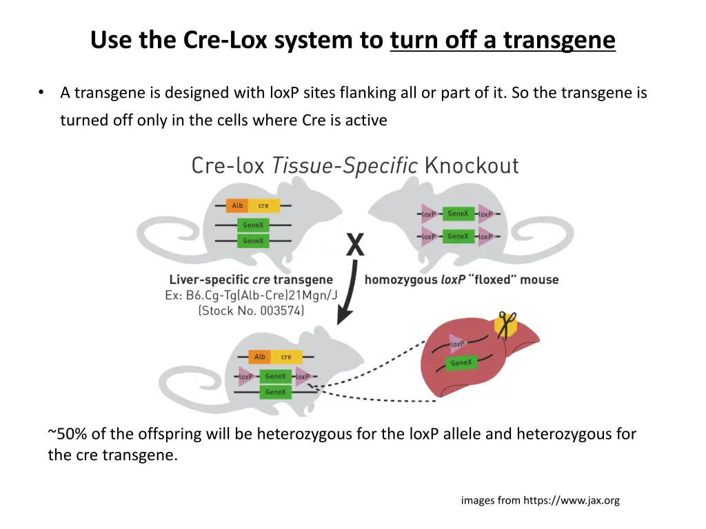 use the cre lox system to turn off a transgene