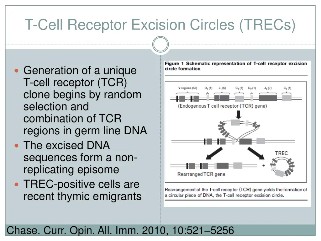 t cell receptor excision circles trecs