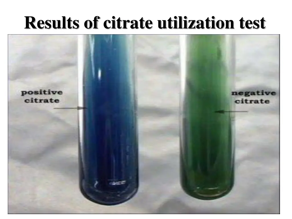 results of citrate utilization test