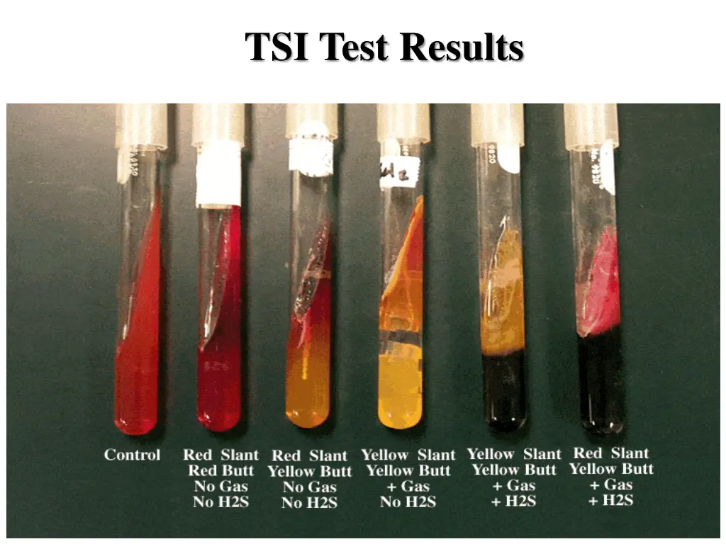 tsi test results