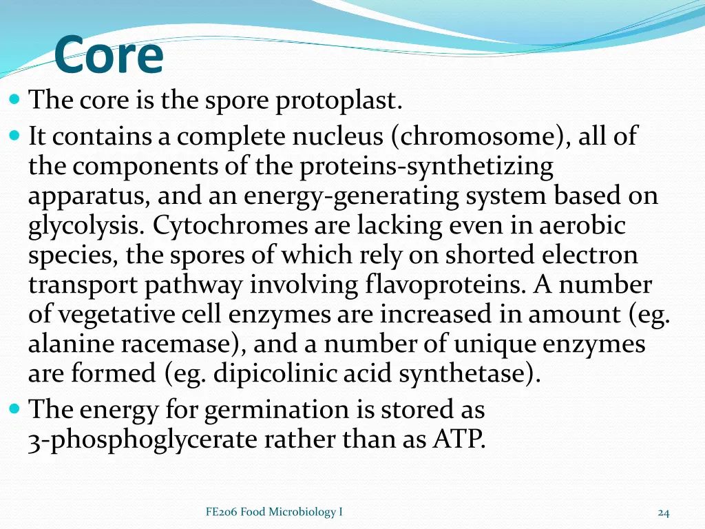 core the core is the spore protoplast it contains