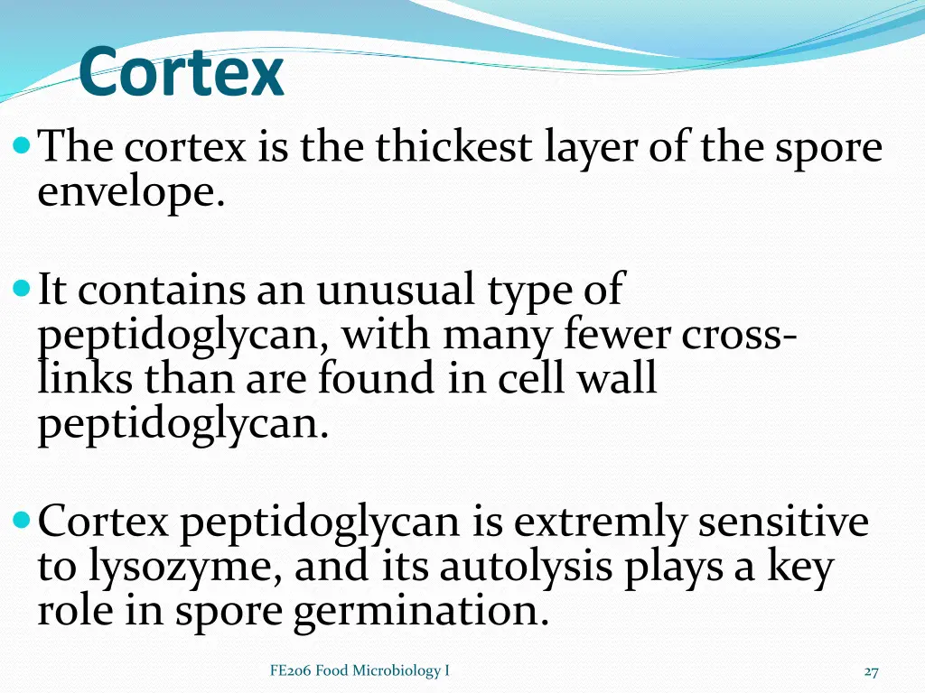 cortex the cortex is the thickest layer