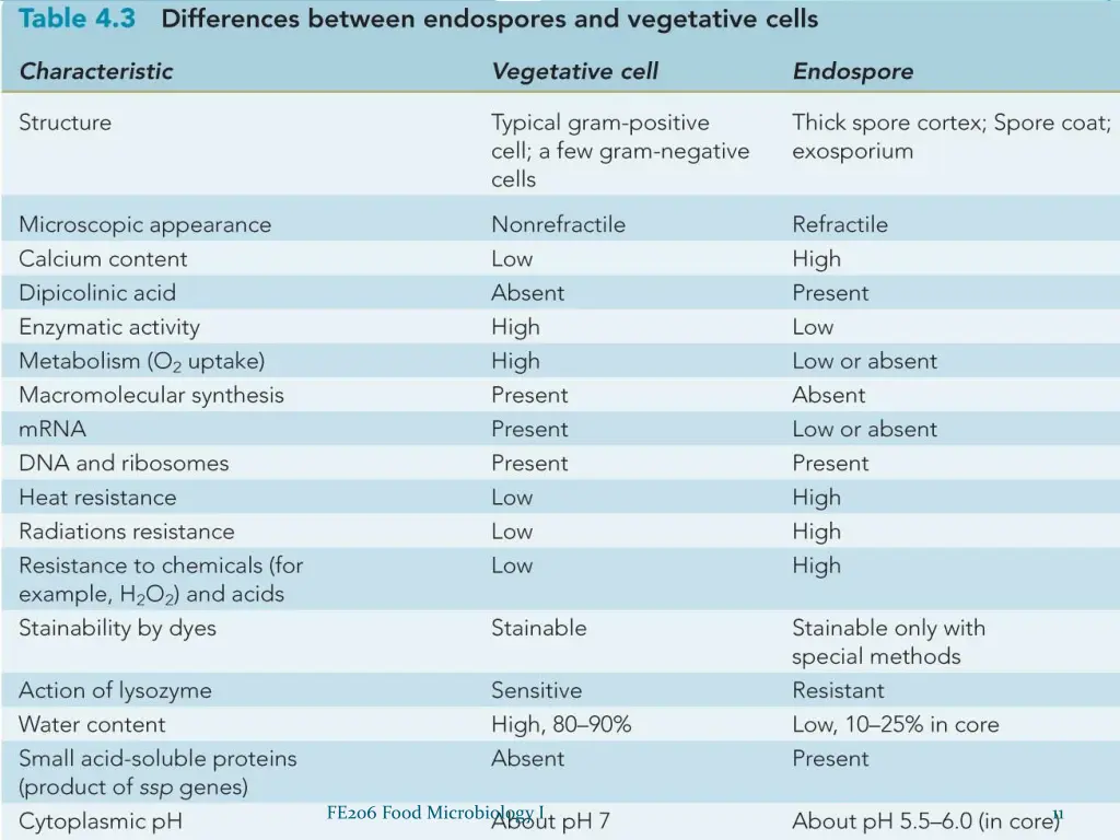 differences between endospores and vegetative