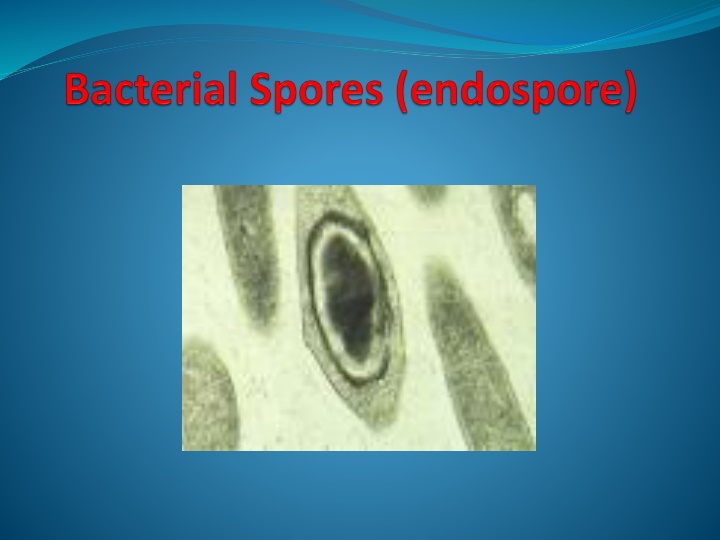 endospore