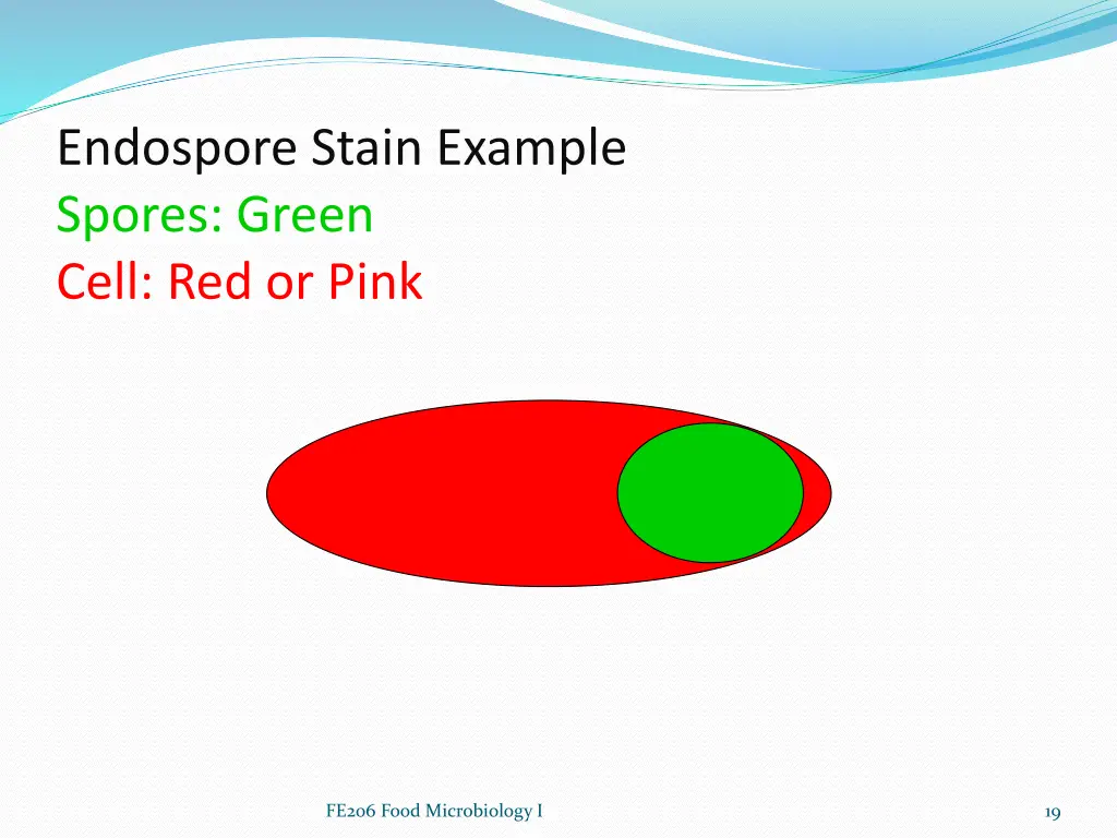 endospore stain example spores green cell