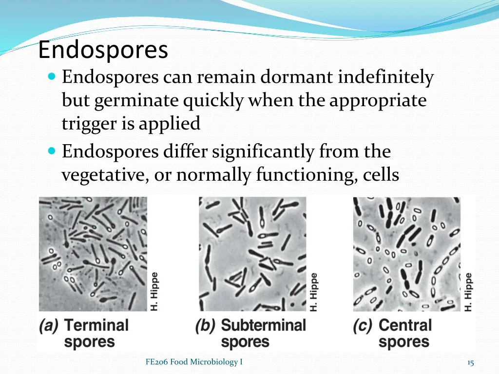 endospores endospores can remain dormant