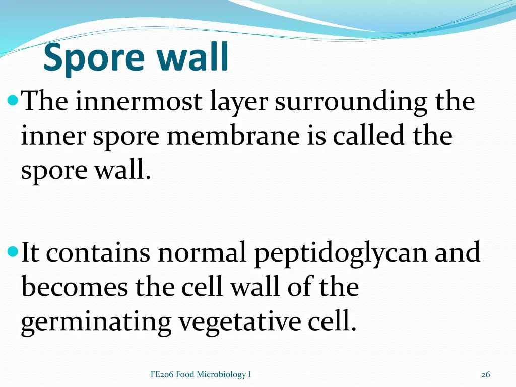 spore wall the innermost layer surrounding