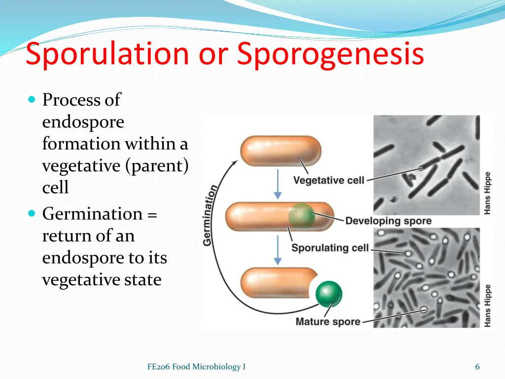 sporulation or sporogenesis