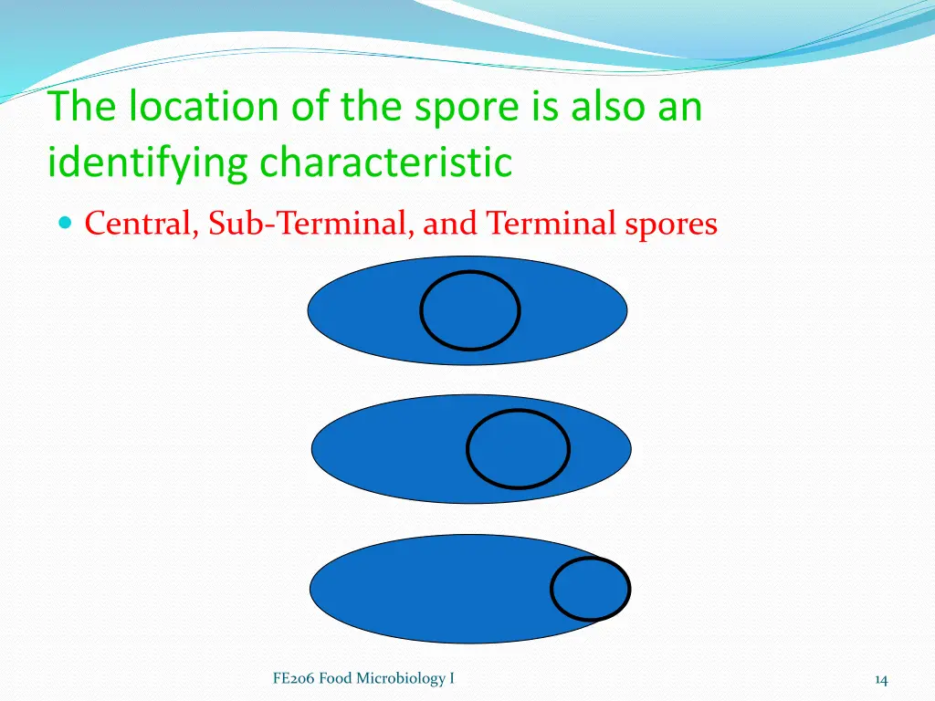 the location of the spore is also an identifying