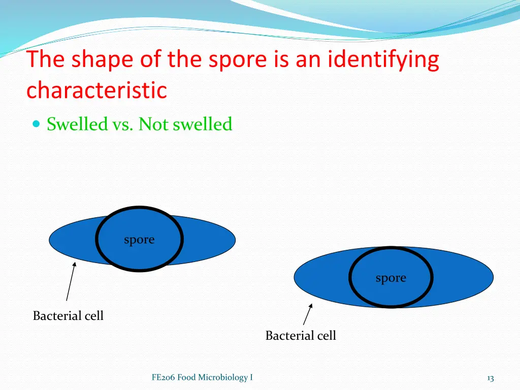 the shape of the spore is an identifying