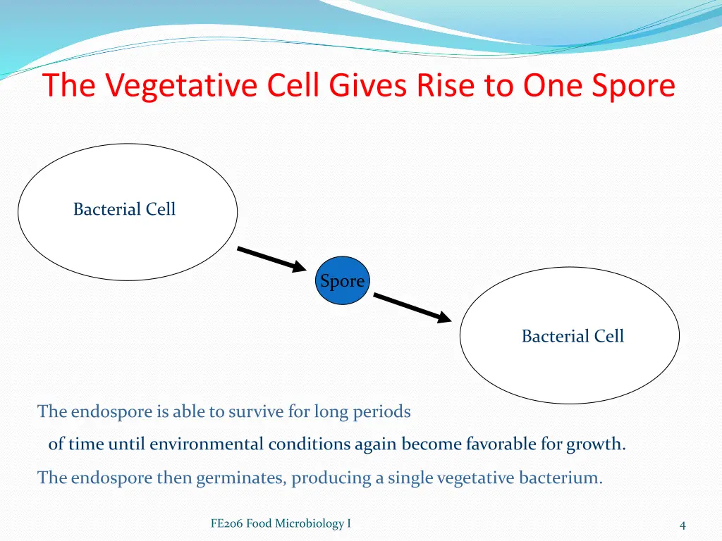 the vegetative cell gives rise to one spore