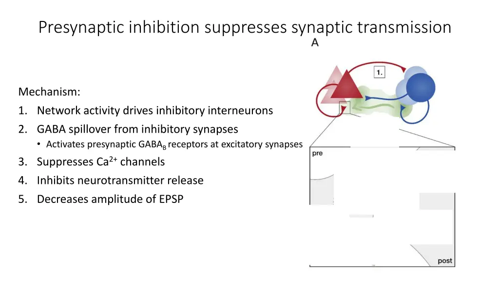 presynaptic inhibition suppresses synaptic