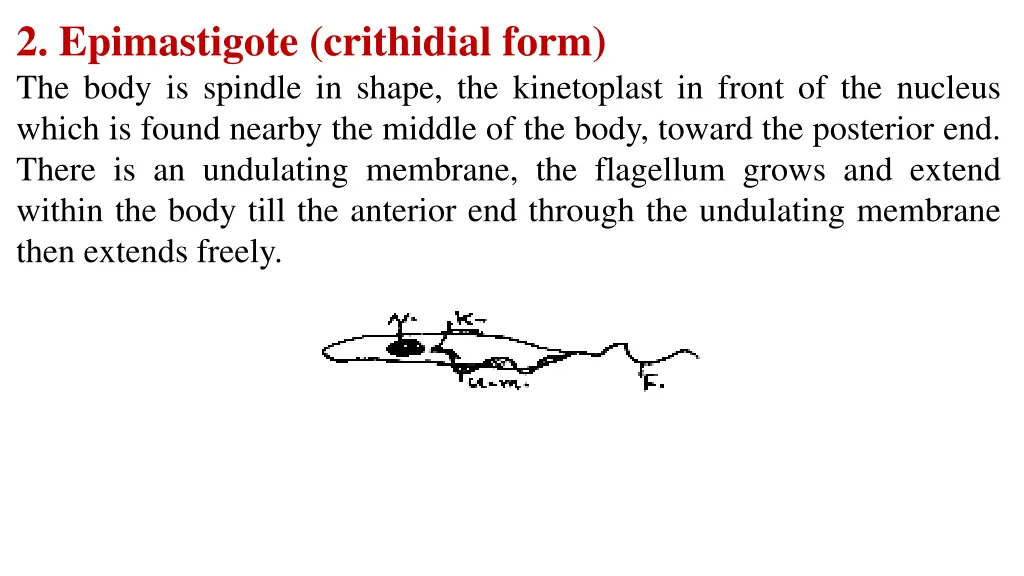 2 epimastigote crithidial form the body