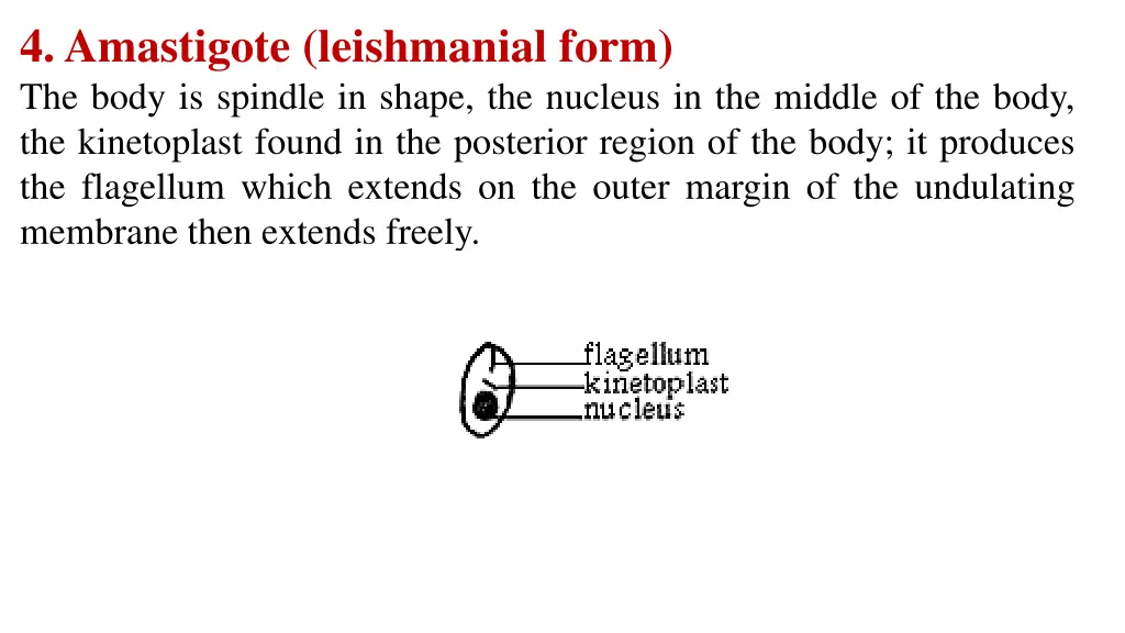 4 amastigote leishmanial form the body is spindle