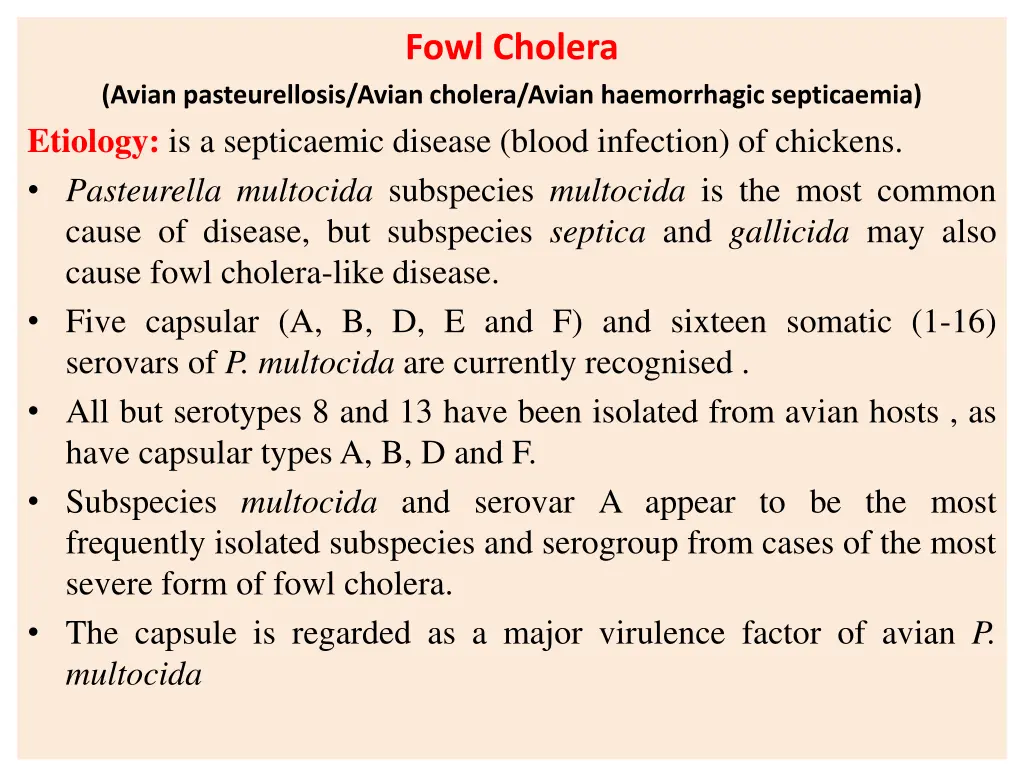 fowl cholera 1