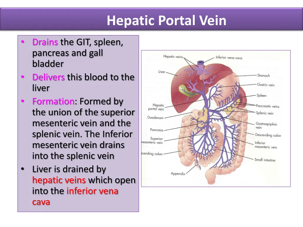 hepatic portal vein