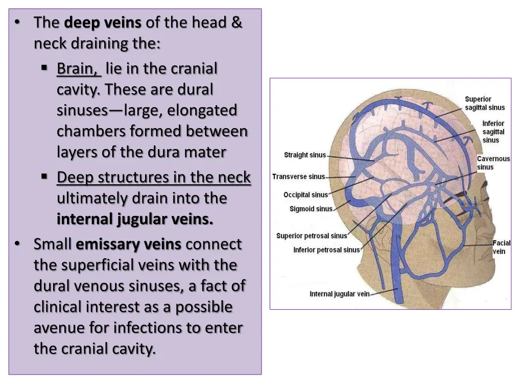 the deep veins of the head neck draining