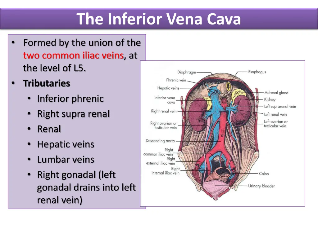 the inferior vena cava