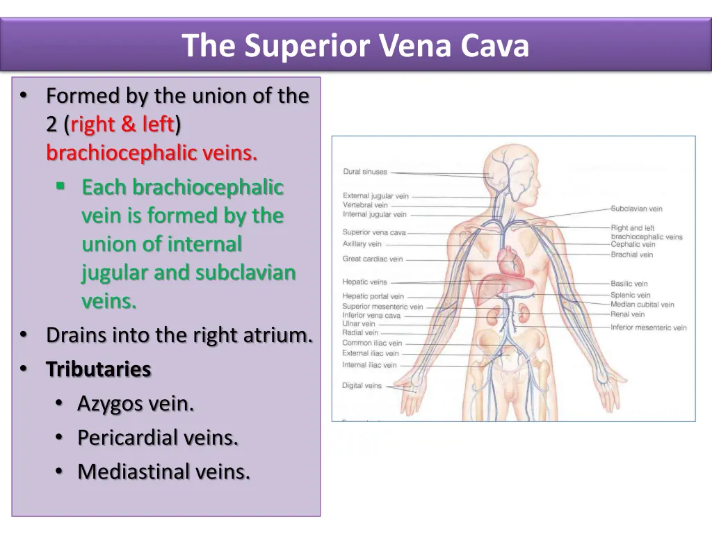 the superior vena cava