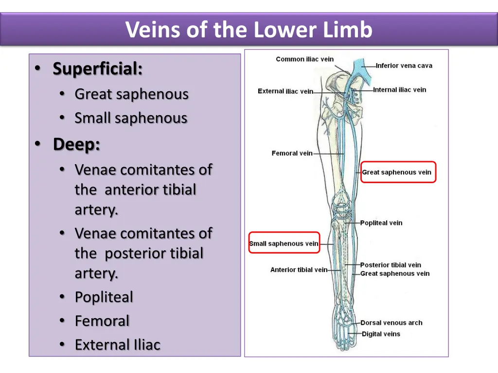 veins of the lower limb