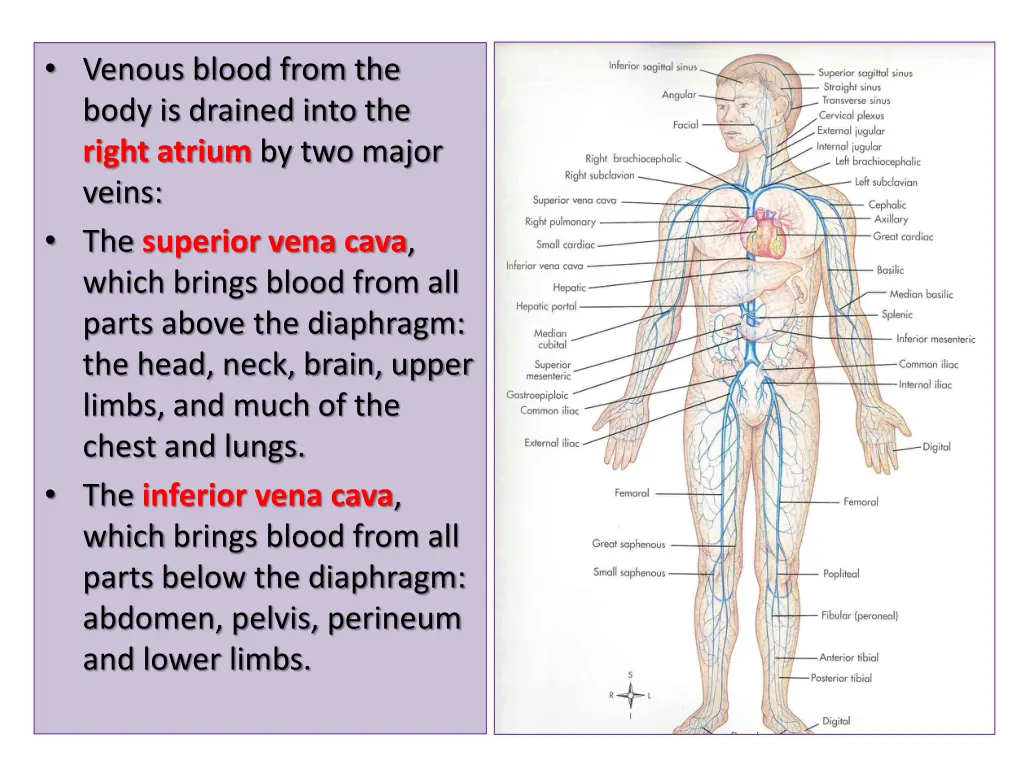 venous blood from the body is drained into