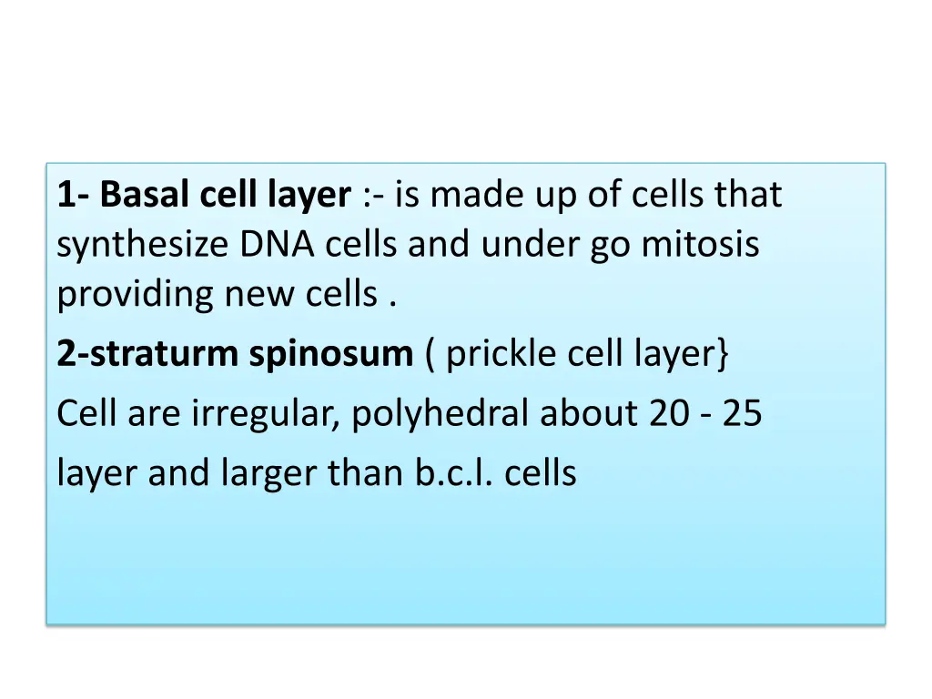 1 basal cell layer is made up of cells that