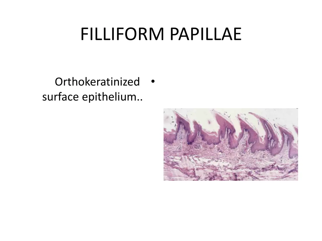 filliform papillae