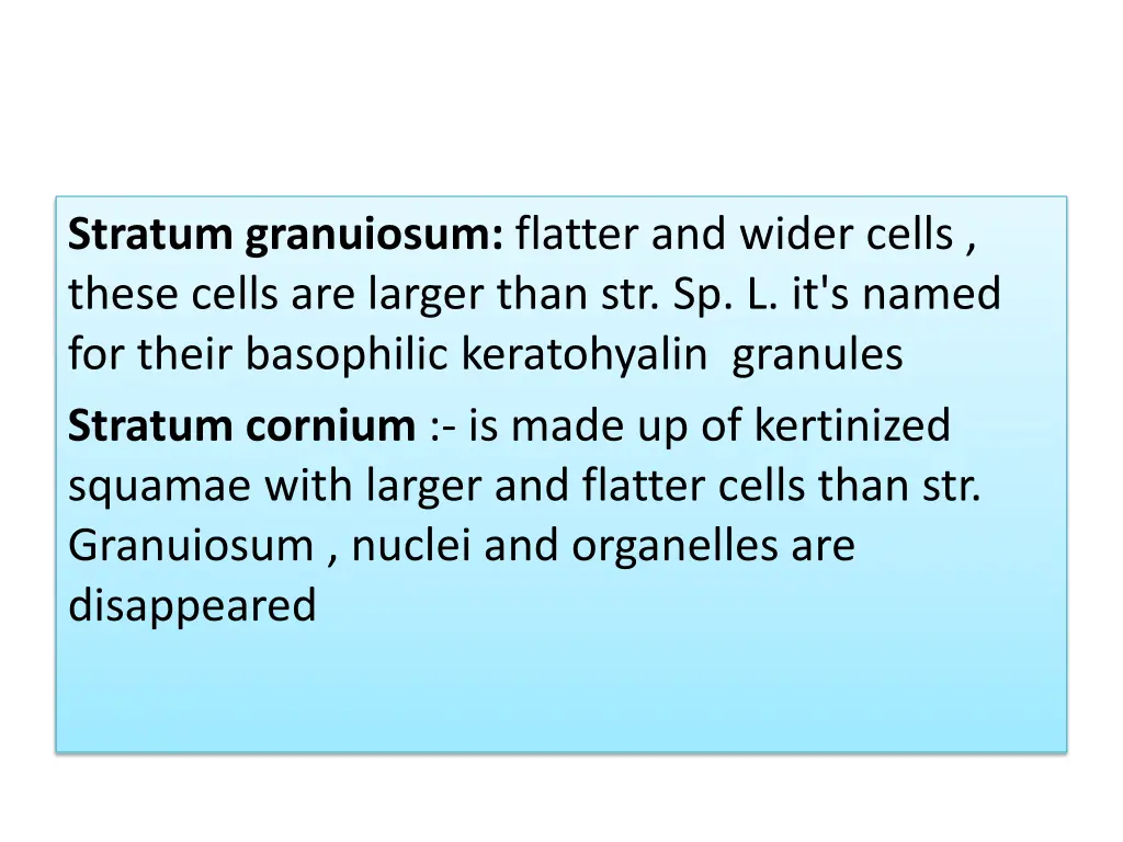 stratum granuiosum flatter and wider cells these