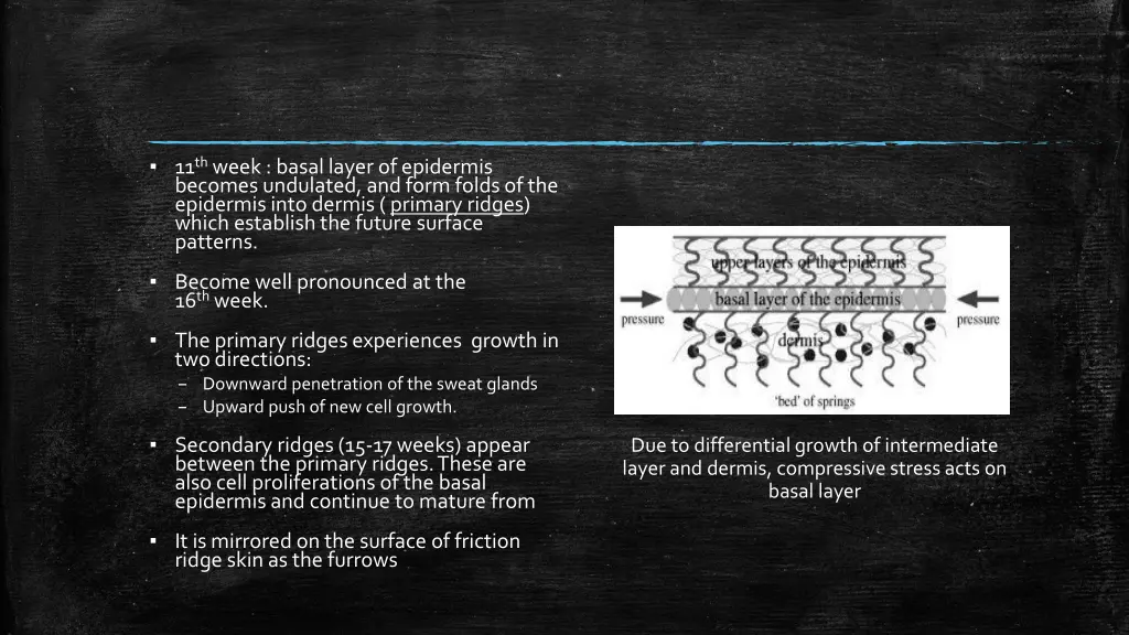 11 th week basal layer of epidermis becomes