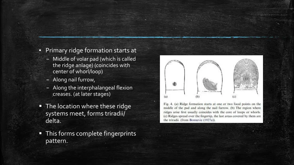 primary ridge formation starts at middle of volar