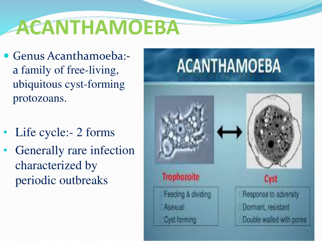 acanthamoeba