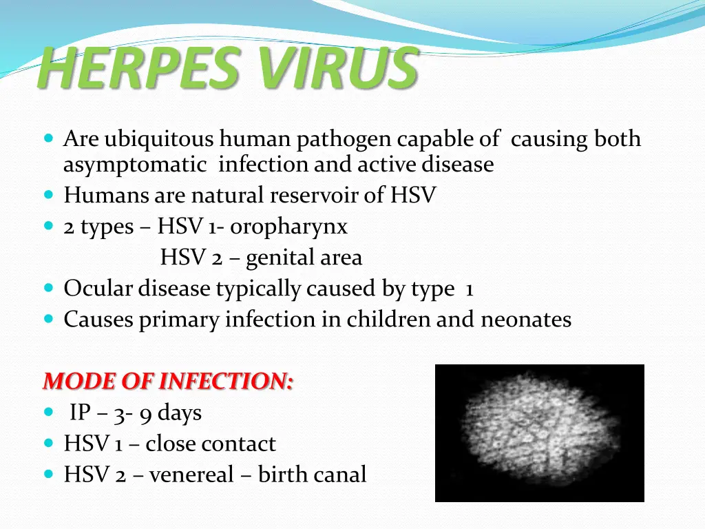 herpes virus