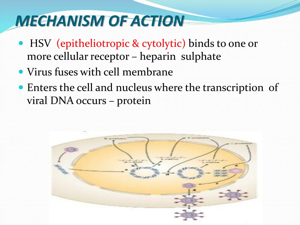 mechanism of action