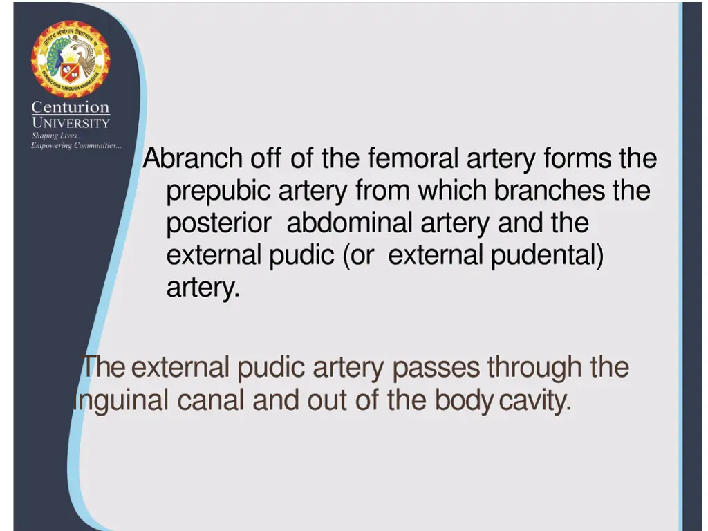 a branch off of the femoral artery forms