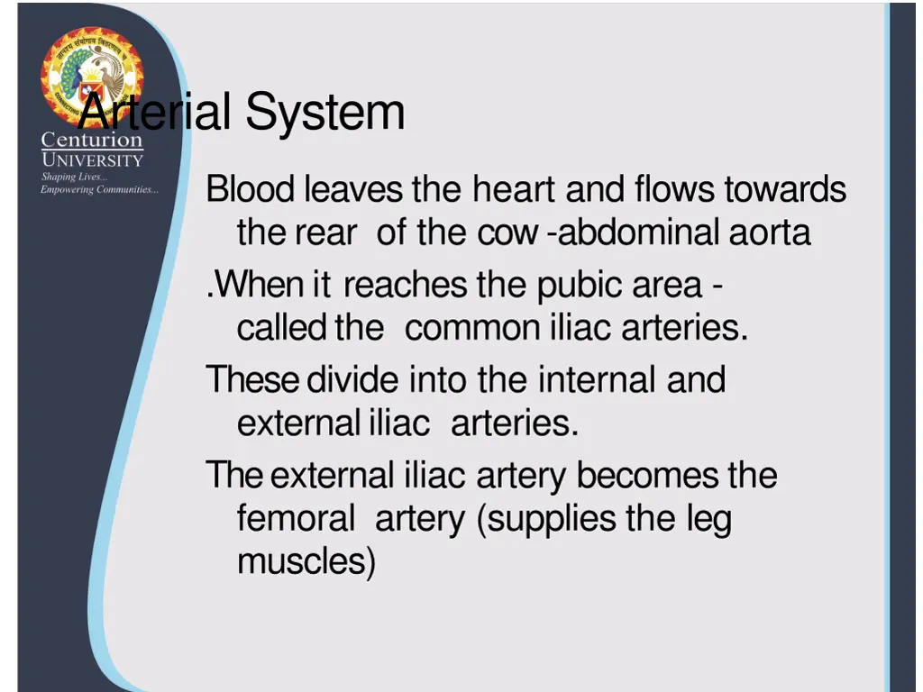 arterial system