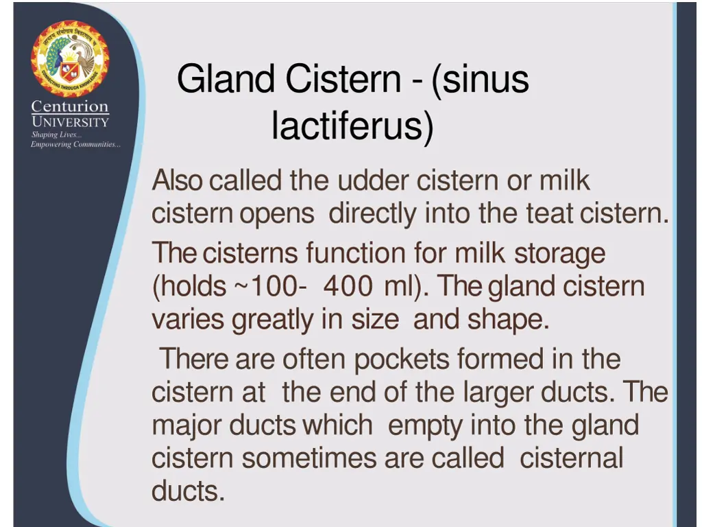 gland cistern sinus lactiferus