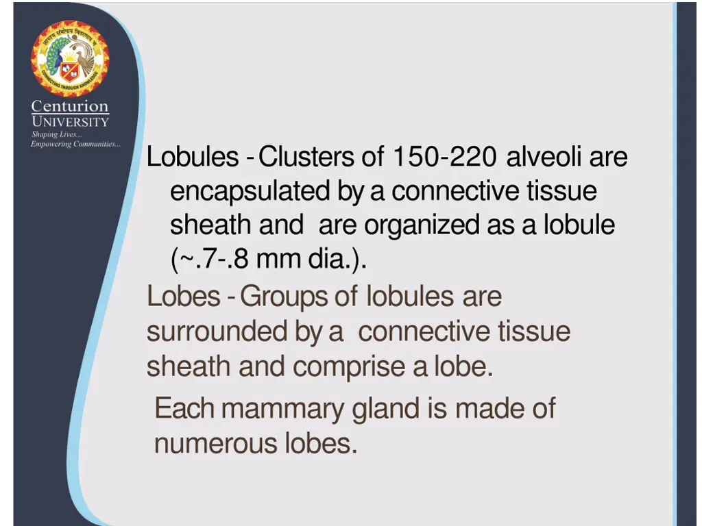 lobules clusters of 150 220 alveoli