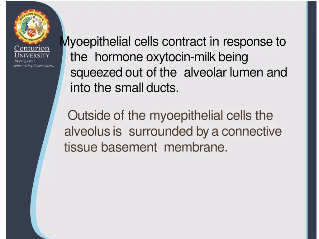 myoepithelial cells contract in response