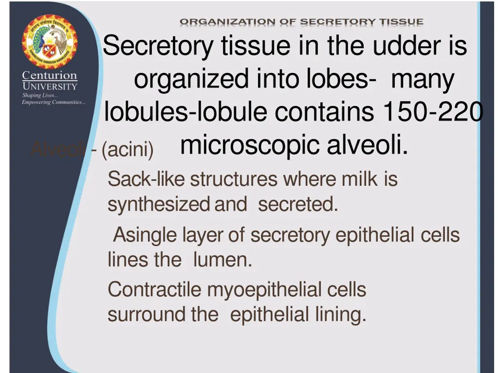 secretory tissue in the udder is organized