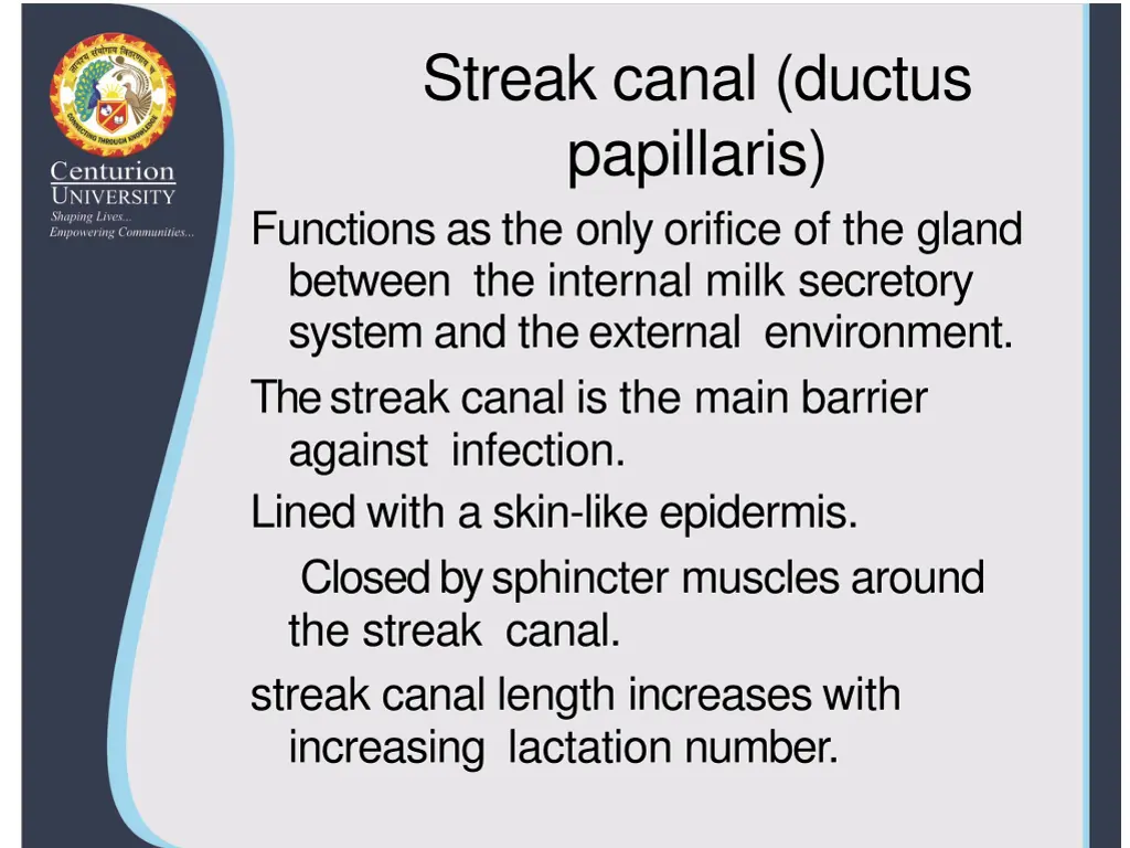 streak canal ductus papillaris functions