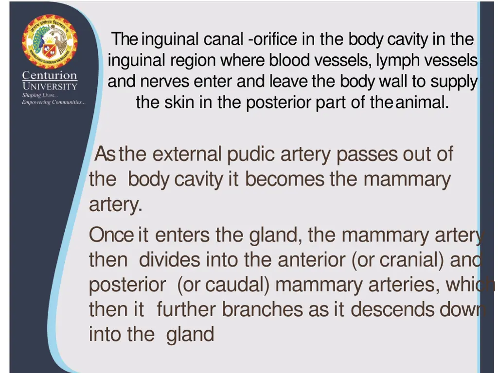 the inguinal canal orifice in the body cavity