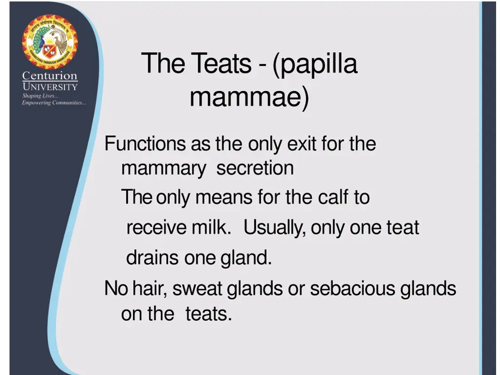 the teats papilla mammae