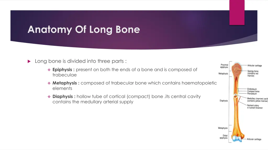 anatomy of long bone