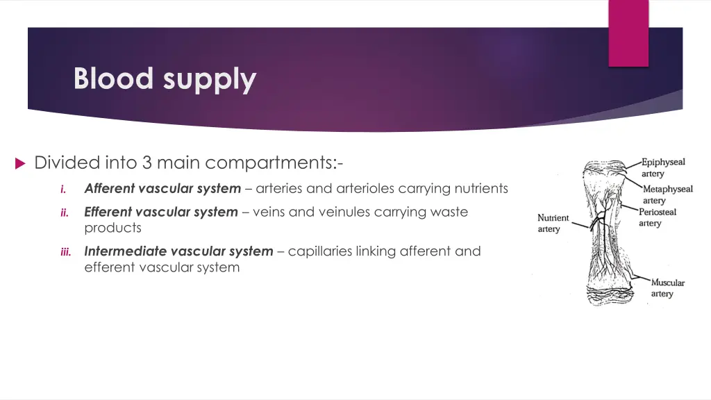 blood supply