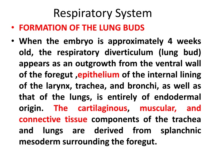 respiratory system formation of the lung buds