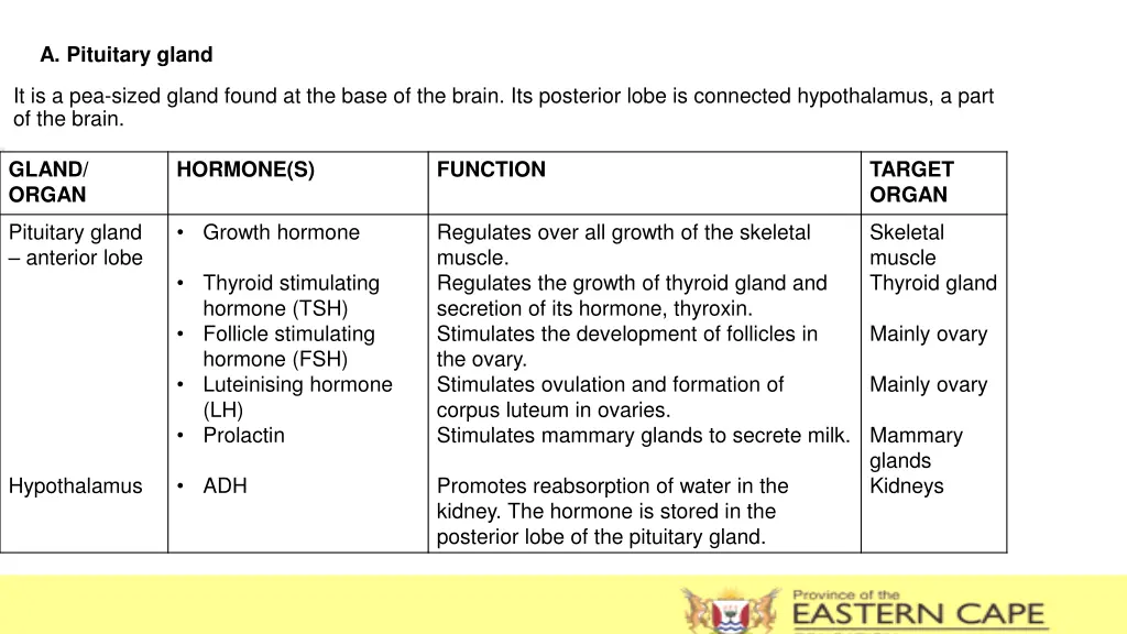 a pituitary gland