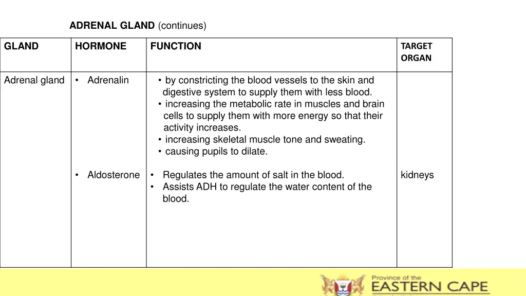 adrenal gland continues