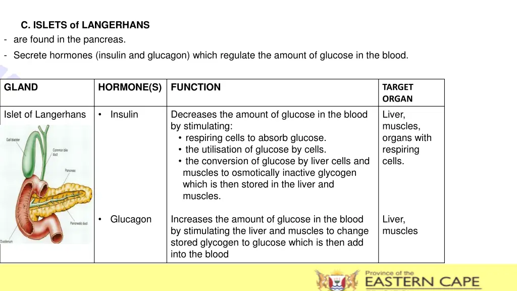 c islets of langerhans are found in the pancreas